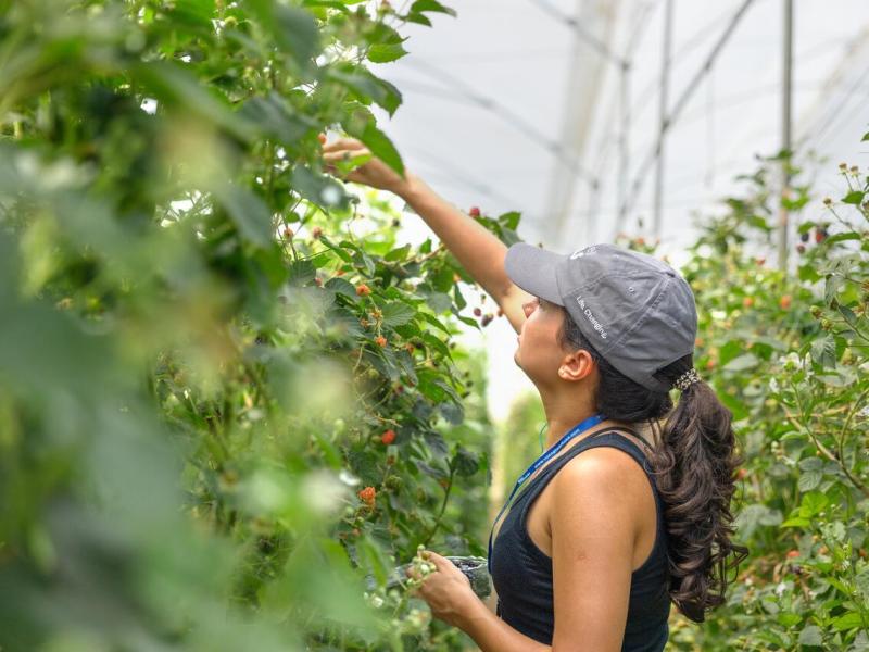 Students explore Costa Rica's agriculture and food systems. Students gained hands-on experience in traditional coffee growing at farms like Hacienda Doka in Alajela.